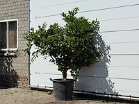 Sinaasappelboom - citrus sinensis - hoogte ca. 200 cm - afbeelding 2 van  3