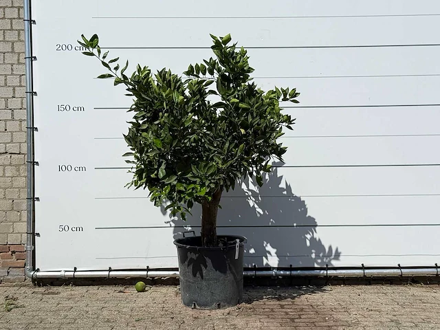 Sinaasappelboom - citrus sinensis - hoogte ca. 200 cm - afbeelding 1 van  3