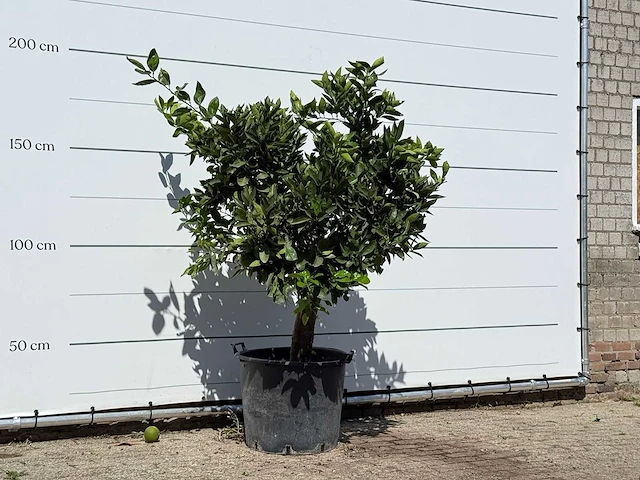Sinaasappelboom - citrus sinensis - hoogte ca. 200 cm - afbeelding 3 van  3