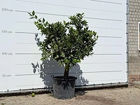 Sinaasappelboom - citrus sinensis - hoogte ca. 200 cm - afbeelding 3 van  3