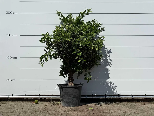 Sinaasappelboom - citrus sinensis - hoogte ca. 200 cm - afbeelding 1 van  2
