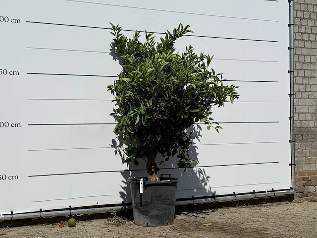 Sinaasappelboom - citrus sinensis - hoogte ca. 200 cm - afbeelding 2 van  2