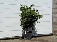 Sinaasappelboom - citrus sinensis - hoogte ca. 200 cm - afbeelding 2 van  2