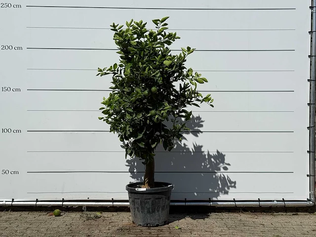 Sinaasappelboom - citrus sinensis - hoogte ca. 220 cm - afbeelding 1 van  4