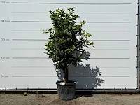 Sinaasappelboom - citrus sinensis - hoogte ca. 220 cm