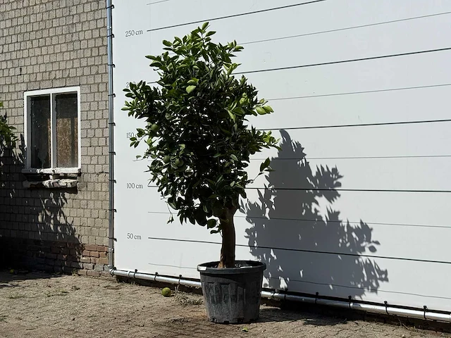 Sinaasappelboom - citrus sinensis - hoogte ca. 220 cm - afbeelding 2 van  4