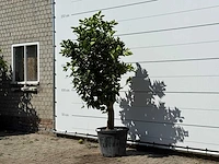 Sinaasappelboom - citrus sinensis - hoogte ca. 220 cm - afbeelding 2 van  4