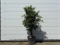Sinaasappelboom - citrus sinensis - hoogte ca. 220 cm - afbeelding 3 van  4