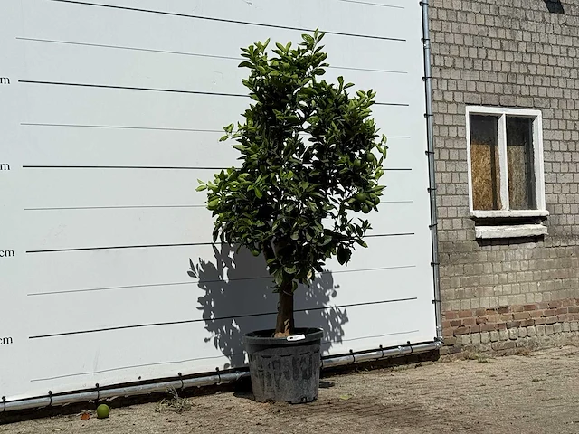 Sinaasappelboom - citrus sinensis - hoogte ca. 220 cm - afbeelding 4 van  4