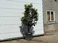 Sinaasappelboom - citrus sinensis - hoogte ca. 220 cm - afbeelding 4 van  4
