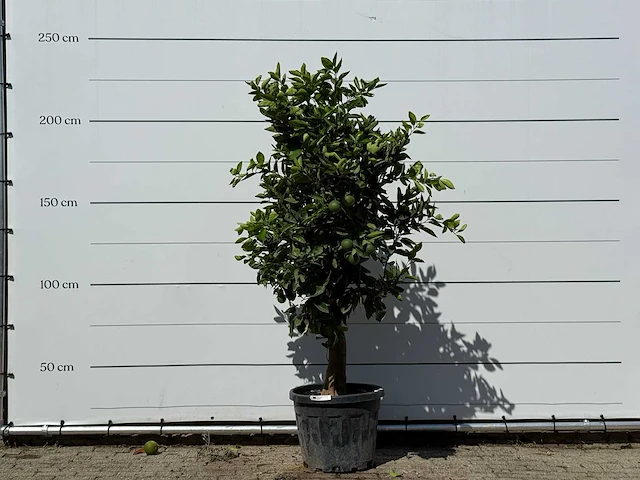 Sinaasappelboom - citrus sinensis - hoogte ca. 230 cm - afbeelding 2 van  2