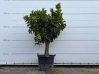Sinaasappelboom op stam xl - citrus sinensis - hoogte ca. 200 cm - afbeelding 1 van  5