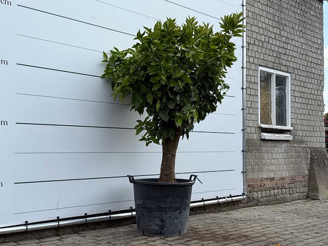 Sinaasappelboom op stam xl - citrus sinensis - hoogte ca. 200 cm - afbeelding 2 van  5