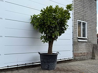 Sinaasappelboom op stam xl - citrus sinensis - hoogte ca. 200 cm - afbeelding 2 van  5