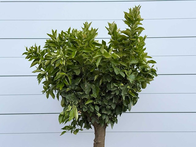 Sinaasappelboom op stam xl - citrus sinensis - hoogte ca. 200 cm - afbeelding 3 van  5