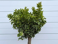 Sinaasappelboom op stam xl - citrus sinensis - hoogte ca. 200 cm - afbeelding 3 van  5