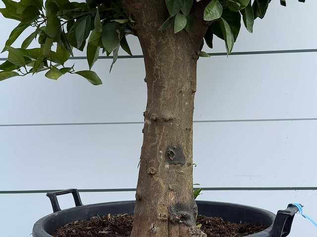 Sinaasappelboom op stam xl - citrus sinensis - hoogte ca. 200 cm - afbeelding 4 van  5