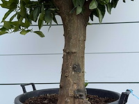 Sinaasappelboom op stam xl - citrus sinensis - hoogte ca. 200 cm - afbeelding 4 van  5