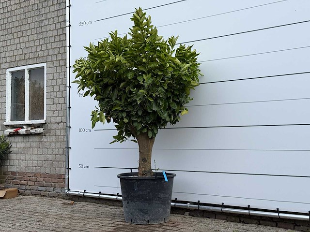 Sinaasappelboom op stam xl - citrus sinensis - hoogte ca. 200 cm - afbeelding 5 van  5