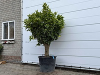 Sinaasappelboom op stam xl - citrus sinensis - hoogte ca. 200 cm - afbeelding 5 van  5