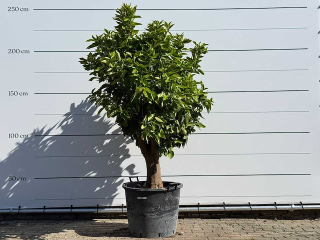 Sinaasappelboom op stam xl - citrus sinensis xl - hoogte ca. 230 cm - afbeelding 1 van  6