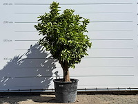 Sinaasappelboom op stam xl - citrus sinensis xl - hoogte ca. 230 cm - afbeelding 1 van  6