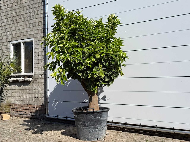 Sinaasappelboom op stam xl - citrus sinensis xl - hoogte ca. 230 cm - afbeelding 2 van  6