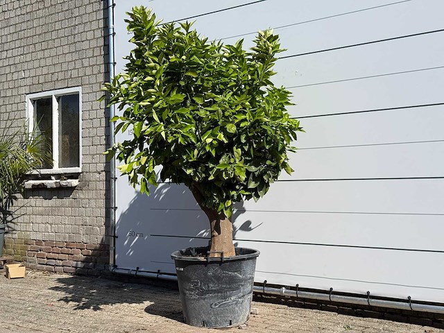 Sinaasappelboom op stam xl - citrus sinensis xl - hoogte ca. 230 cm - afbeelding 3 van  6