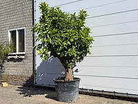 Sinaasappelboom op stam xl - citrus sinensis xl - hoogte ca. 230 cm - afbeelding 3 van  6