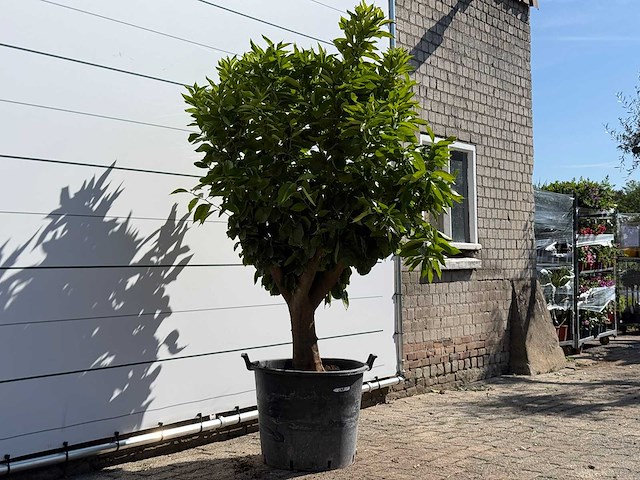 Sinaasappelboom op stam xl - citrus sinensis xl - hoogte ca. 230 cm - afbeelding 4 van  6