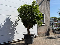 Sinaasappelboom op stam xl - citrus sinensis xl - hoogte ca. 230 cm - afbeelding 4 van  6