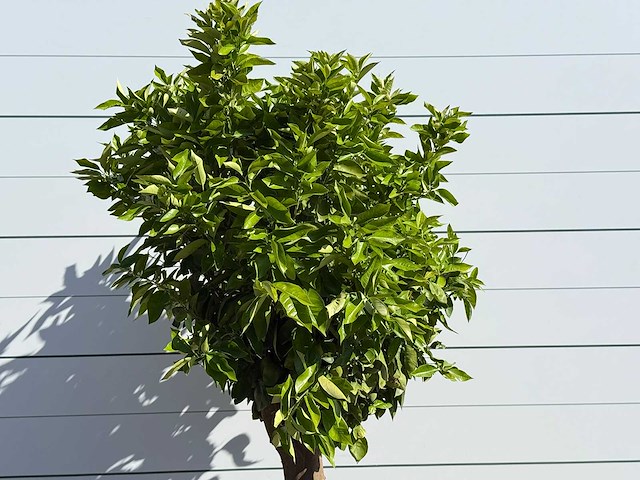 Sinaasappelboom op stam xl - citrus sinensis xl - hoogte ca. 230 cm - afbeelding 5 van  6