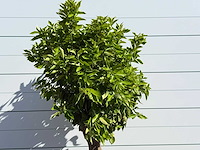 Sinaasappelboom op stam xl - citrus sinensis xl - hoogte ca. 230 cm - afbeelding 5 van  6