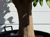 Sinaasappelboom op stam xl - citrus sinensis xl - hoogte ca. 230 cm - afbeelding 6 van  6