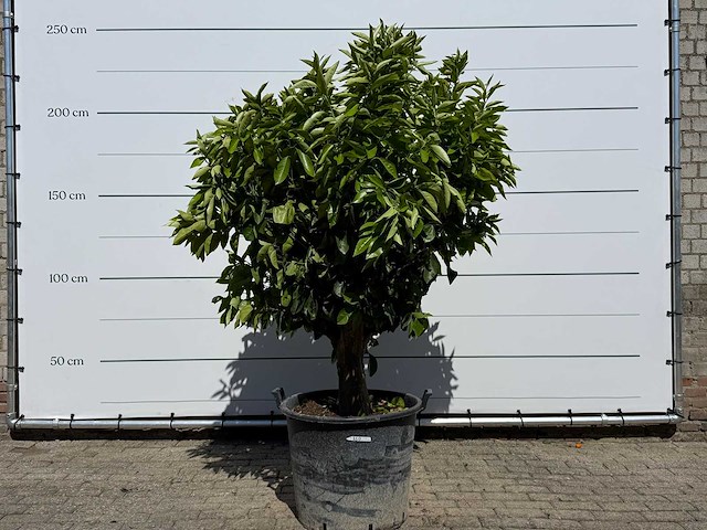 Sinaasappelboom xl - citrus sinensis - hoogte ca. 200 cm - afbeelding 1 van  6