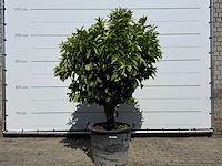 Sinaasappelboom xl - citrus sinensis - hoogte ca. 200 cm - afbeelding 1 van  6