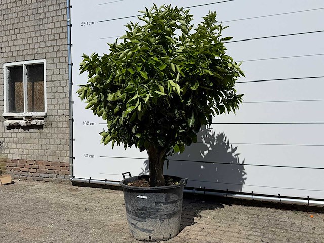 Sinaasappelboom xl - citrus sinensis - hoogte ca. 200 cm - afbeelding 2 van  6