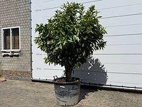 Sinaasappelboom xl - citrus sinensis - hoogte ca. 200 cm - afbeelding 2 van  6