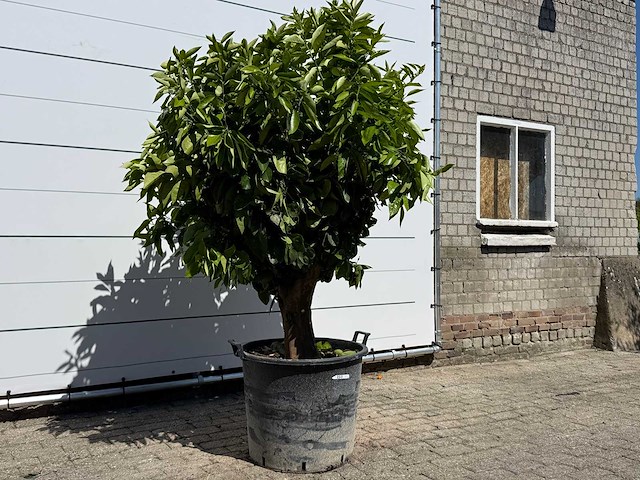 Sinaasappelboom xl - citrus sinensis - hoogte ca. 200 cm - afbeelding 3 van  6