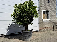 Sinaasappelboom xl - citrus sinensis - hoogte ca. 200 cm - afbeelding 3 van  6