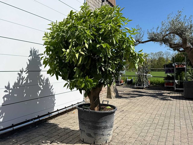 Sinaasappelboom xl - citrus sinensis - hoogte ca. 200 cm - afbeelding 4 van  6