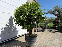 Sinaasappelboom xl - citrus sinensis - hoogte ca. 200 cm - afbeelding 4 van  6
