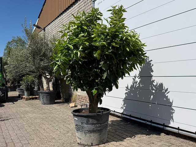 Sinaasappelboom xl - citrus sinensis - hoogte ca. 200 cm - afbeelding 5 van  6