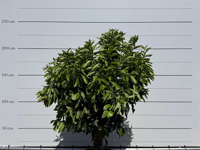 Sinaasappelboom xl - citrus sinensis - hoogte ca. 200 cm - afbeelding 6 van  6