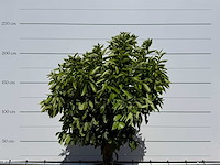 Sinaasappelboom xl - citrus sinensis - hoogte ca. 200 cm - afbeelding 6 van  6