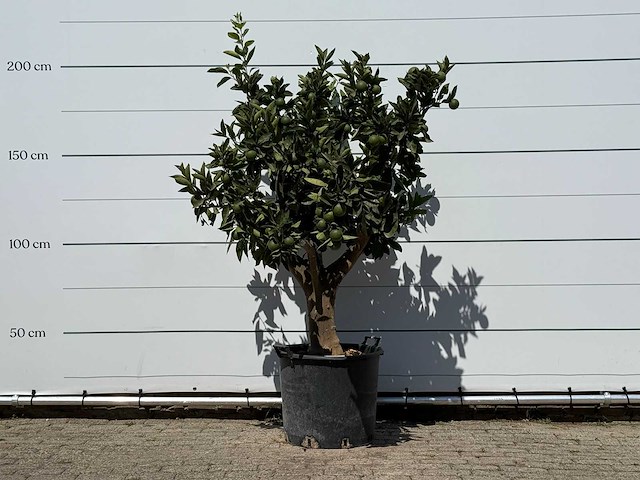 Sinaasappelboom xl - citrus sinensis - hoogte ca. 200 cm - afbeelding 1 van  3