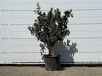 Sinaasappelboom xl - citrus sinensis - hoogte ca. 200 cm - afbeelding 1 van  3