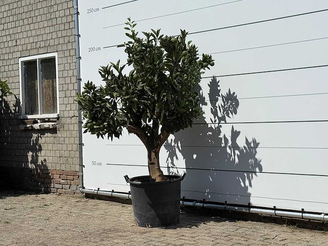 Sinaasappelboom xl - citrus sinensis - hoogte ca. 200 cm - afbeelding 2 van  3