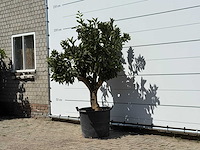 Sinaasappelboom xl - citrus sinensis - hoogte ca. 200 cm - afbeelding 2 van  3