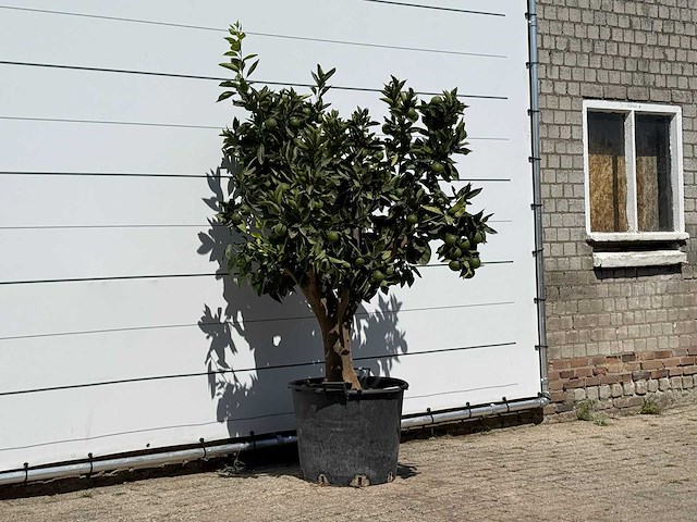 Sinaasappelboom xl - citrus sinensis - hoogte ca. 200 cm - afbeelding 3 van  3